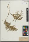 Foto von Salix argyrophylla Laksch. ex Goerz